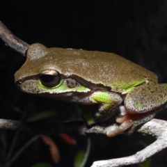 Litoria citropa (Blue Mountains Tree Frog) at Darkes Forest, NSW - 3 Oct 2020 by BrianLR