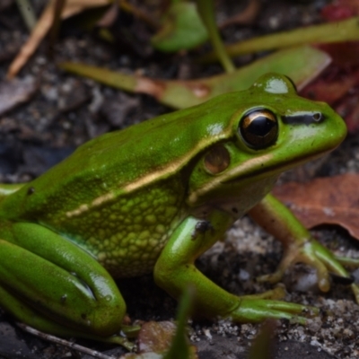 Litoria aurea (Green and Golden Bell Frog) at Meroo National Park - 11 Dec 2020 by BrianHerps