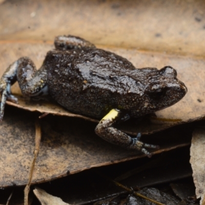 Pseudophryne bibronii (Bibron's Toadlet) at Meroo National Park - 12 Dec 2020 by BrianLR