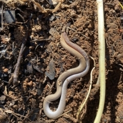 Aprasia parapulchella (Pink-tailed Worm-lizard) at Albury, NSW - 22 Aug 2021 by LKPearce76