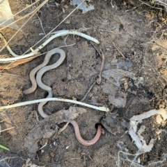 Aprasia parapulchella (Pink-tailed Worm-lizard) at Nail Can Hill - 21 Jul 2021 by LKPearce76