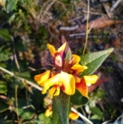 Platylobium parviflorum (Small-flowered Flat-pea) at Corang, NSW - 22 Aug 2021 by LeonieWood