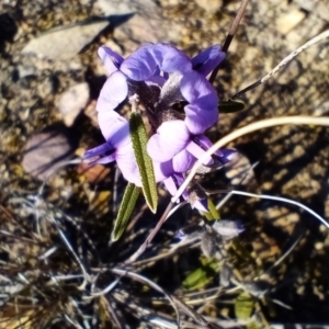 Hovea heterophylla at Corang, NSW - 23 Aug 2021 09:40 AM