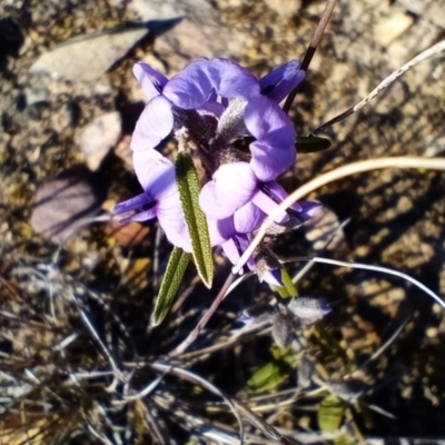 Hovea heterophylla (Common Hovea) at Corang, NSW - 22 Aug 2021 by LeonieWood