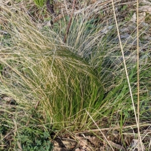 Nassella trichotoma at Majura, ACT - 22 Aug 2021