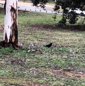 Corvus coronoides at Garran, ACT - 24 Aug 2021 10:14 AM