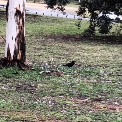 Corvus coronoides (Australian Raven) at Hughes Garran Woodland - 24 Aug 2021 by ruthkerruish