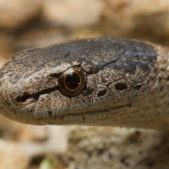 Drysdalia rhodogaster (Mustard-bellied Snake) at Cockwhy, NSW - 17 Jul 2021 by BrianLR