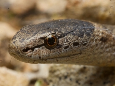 Drysdalia rhodogaster (Mustard-bellied Snake) at Cockwhy, NSW - 17 Jul 2021 by BrianLR