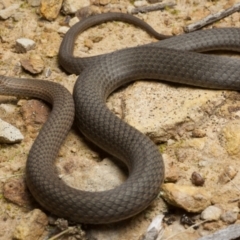 Drysdalia rhodogaster at Cockwhy, NSW - 17 Jul 2021