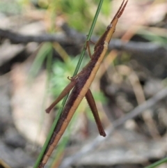 Heide sp. (genus) (A heath matchstick grasshopper) at Tianjara, NSW - 29 May 2021 by CathB