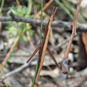 Heide sp. (genus) at Tianjara, NSW - 29 May 2021