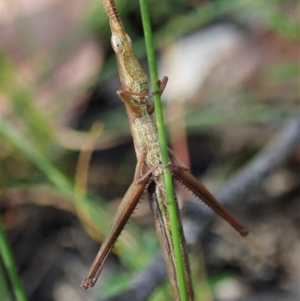 Heide sp. (genus) at Tianjara, NSW - 29 May 2021