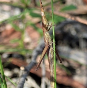 Heide sp. (genus) at Tianjara, NSW - 29 May 2021