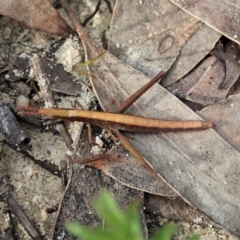 Heide sp. (genus) at Tianjara, NSW - 29 May 2021