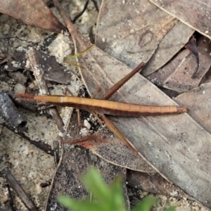 Heide sp. (genus) at Tianjara, NSW - 29 May 2021