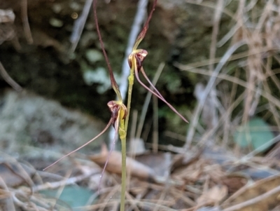 Acianthus caudatus (Mayfly Orchid) at Mount Colah, NSW - 19 Aug 2019 by MattM