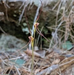 Acianthus caudatus (Mayfly Orchid) at Mount Colah, NSW - 19 Aug 2019 by MattM