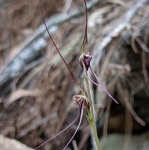 Acianthus caudatus at Mount Colah, NSW - suppressed