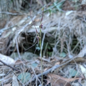 Acianthus caudatus at Mount Colah, NSW - suppressed