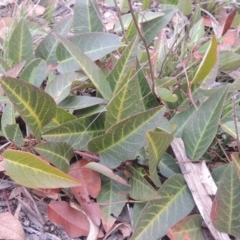 Hardenbergia violacea (False Sarsaparilla) at Bungendore, NSW - 10 Jul 2021 by michaelb