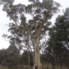 Eucalyptus rossii (Inland Scribbly Gum) at Bungendore, NSW - 10 Jul 2021 by MichaelBedingfield
