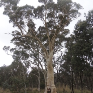 Eucalyptus rossii at Six Mile TSR - 10 Jul 2021