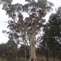 Eucalyptus rossii (Inland Scribbly Gum) at Six Mile TSR - 10 Jul 2021 by michaelb