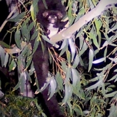 Petauroides volans (Southern Greater Glider) at Termeil, NSW - 2 Jun 2020 by BrianLR