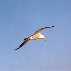 Larus pacificus (Pacific Gull) at Lakes Entrance, VIC - 30 Mar 1999 by MichaelBedingfield