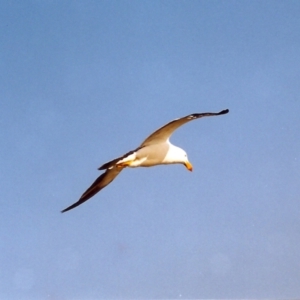 Larus pacificus at Lakes Entrance, VIC - 30 Mar 1999 12:27 PM