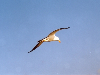 Larus pacificus (Pacific Gull) at Lakes Entrance, VIC - 30 Mar 1999 by MichaelBedingfield