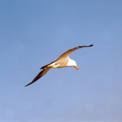 Larus pacificus (Pacific Gull) at Lakes Entrance, VIC - 30 Mar 1999 by michaelb
