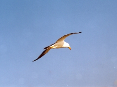 Larus pacificus (Pacific Gull) at Lakes Entrance, VIC - 30 Mar 1999 by michaelb