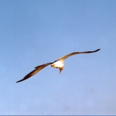 Larus pacificus at Lakes Entrance, VIC - 30 Mar 1999