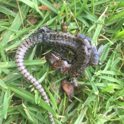 Concinnia tenuis (Bar-sided Skink) at Bawley Point, NSW - 26 Jan 2021 by BrianHerps