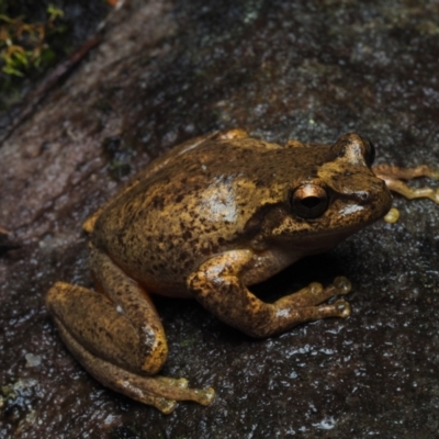 Litoria watsoni (Heath Frog) at Barren Grounds Nature Reserve - 25 Jun 2021 by Anguscincus