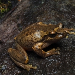 Litoria watsoni (Heath Frog) at Barren Grounds, NSW - 25 Jun 2021 by Anguscincus