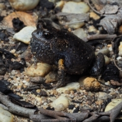 Uperoleia tyleri (Tyler's Toadlet) at Meroo National Park - 13 Dec 2020 by Anguscincus