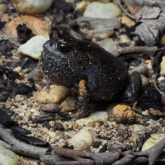 Uperoleia tyleri (Tyler's Toadlet) at Bawley Point, NSW - 13 Dec 2020 by Anguscincus