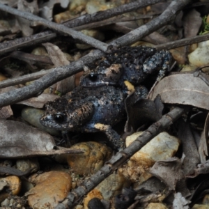 Uperoleia tyleri at Bawley Point, NSW - 13 Dec 2020