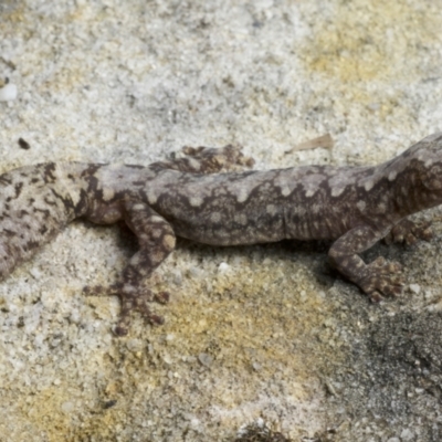 Amalosia lesueurii (Lesueur's Velvet Gecko) at Buangla, NSW - 13 Jul 2021 by BrianLR