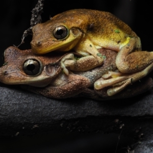 Litoria tyleri at Bawley Point, NSW - 11 Jan 2021 10:33 PM