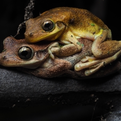 Litoria tyleri (Tyler's Tree Frog) at Meroo National Park - 11 Jan 2021 by Anguscincus