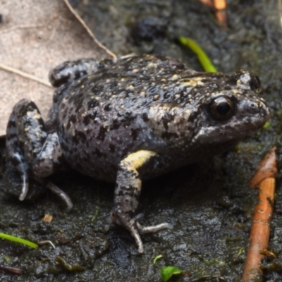 Uperoleia tyleri (Tyler's Toadlet) at Meroo National Park - 11 Dec 2020 by BrianHerps