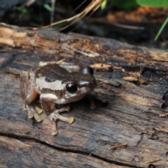Litoria quiritatus (Screaming Tree Frog) at Bawley Point, NSW - 3 Jan 2021 by Anguscincus