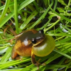 Litoria quiritatus at Bawley Point, NSW - 3 Jan 2021