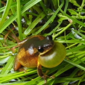 Litoria quiritatus at Bawley Point, NSW - 3 Jan 2021