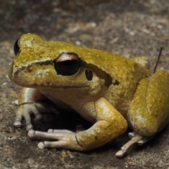 Litoria lesueuri (Lesueur's Tree-frog) at Upper Kangaroo Valley, NSW - 25 Jun 2021 by Anguscincus