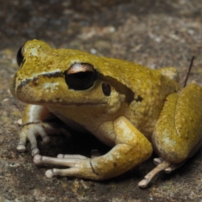 Litoria lesueuri (Lesueur's Tree-frog) at Budderoo National Park - 25 Jun 2021 by Anguscincus